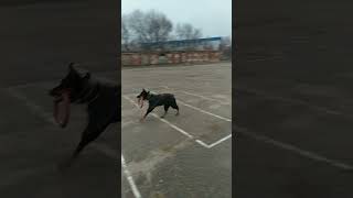 Доберман🐕Бруно и Саша игра с PULLER