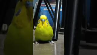 mickey  😊😊💛💚 #youtubeshorts #shorts #budgies #budgielove #pets #petlover #birds #satisfying #cute