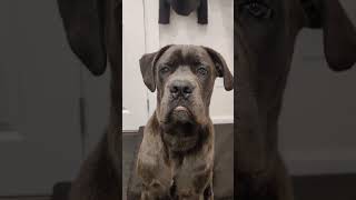 FLASHBACK - Cane Corso Puppy's Lip is Stuck