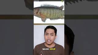 ikan betok mematikan !!!!