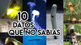 10 Datos que no sabías de estos Animales