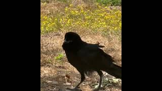 Crow not walking well