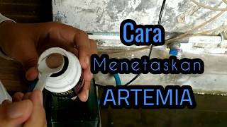 #Tips# Cara Menetaskan ARTEMIA