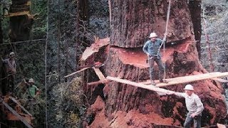 Dangerous Fastest Skill Chainsaw Biggest Tree Easy Crazy Chainsaw Work -2017