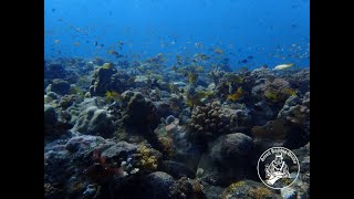 Dive at Ghost Bay, Amed with AMED BUDDHA DIVING