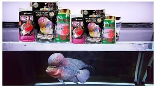 Best Food for flowerhorn Fish Tamil | Pets and Life