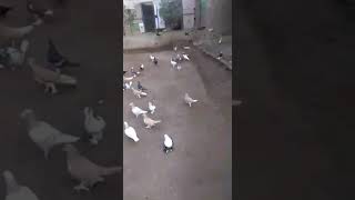 Bahawalpur Pigeon kabootar bazi