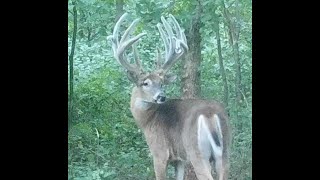 Land of the Giants - Iowa early season