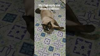 He always answer 😂 when I call him #funnyvideo #cats #viral #viralshort #viralvideos