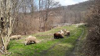 Visita di qualche amica oggi in bosco 🐑