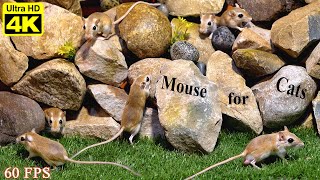 Cat Games | Mouse Climbing and Hide & Seek on Stone Hill - Video for Cats to Watch in 4K UHD