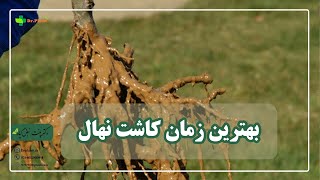 بهترین زمان کاشت نهال