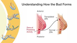 Introduction to Limb Development