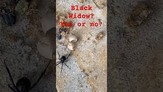 Black widow??  #spiders