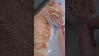 Watch This Adorable Red Cat Drift Peacefully to Sleep