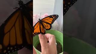 God’s Miracle The Monarch Butterfly