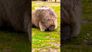 Australian ഉദരസഞ്ചി ജീവികൾ(Marsupials) ഏതൊക്കെ?#australia #animals