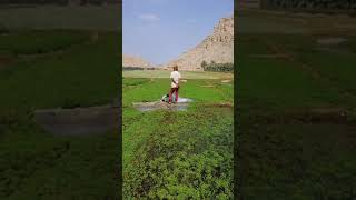 #shorts Beautiful Farm in Jebal Jais || RAK