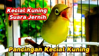 PANCINGAN KECIAL KUNING SUARA JERNIH UNTUK KECIAL MALAS BUNYI