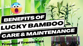 Benefits of Lucky Bamboo | Care & Maintenance #luckyplant #luckybamboo #luckyplants #luckybamboocare