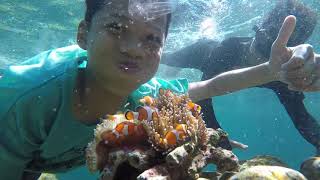 Snorkling di pulau Pahawang Lampung spot ikan Nemo #2