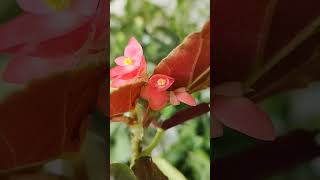 Begonia flower 💞🌸😊☀️🌱🍀, #gardening #plantshorts #gardeningshorts #plantlife #plants #houseplants