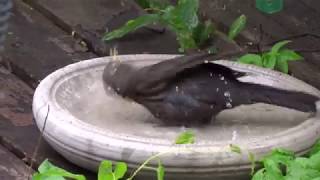 Bird having a bath