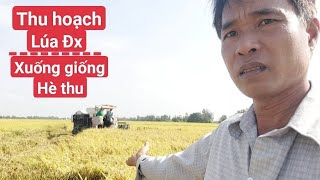 KĨ THUẬT MỚI, xuống giống hè thu sớm.và chăm sóc lúa.