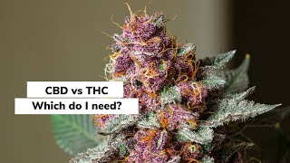 CBD vs. THC: Which Do I Need? | Discover Marijuana