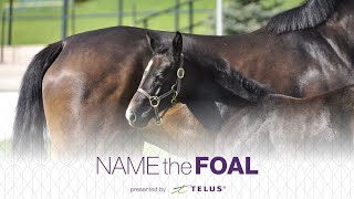 2020 Edition of Spruce Meadows Name the Foal, presented by TELUS - It begins!