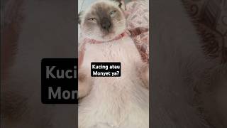 kucing atau monyet?