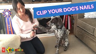 How To Clip Your Dog's Nails From Home