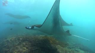 Five Manta Rays on 'Manta Point' | Diving Bali