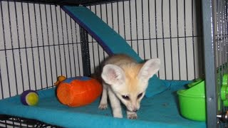 Baby Fennec Fox Exploring The New Home