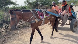 ઘોડા ગાડી ✨ ગામડે પ્રસંગ મા ગયા😎