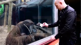 Magic trick AMAZES this Orangutan