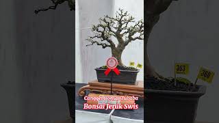 Bonsai Jeruk Swis Milik Iksan Tubaba Np 363