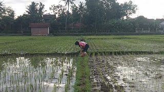 my family in memory, keseruan berburu keong sawah bersama istri