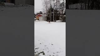 perro jugando en la nieve