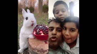 Eating bunny and our team #bunny #rabbit #cute #animals #pets #youtubeshorts #bunnys #animal