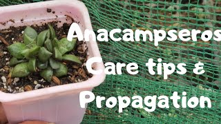 HOW NOT TO KILL YOUR SUCCULENTS 2.0| Anacampseros