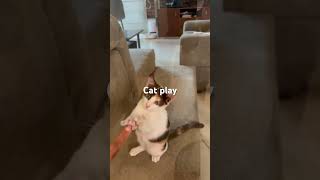 Luna Cat play