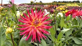 Dahlia 'Bora Bora' - FarmerGracy.co.uk