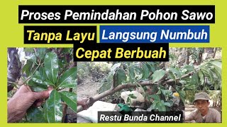 Pemindahan Pohon Sawo, tanpa Layu, Langsung Numbuh, Cepat Berbuah #alamseru