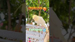 🤣😂🤣Hot Summer 🥵 Cool Spray 💦 | Lemon and Tart, Two Chirpy Cockatiels