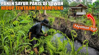 SAYUR TINGGAL AMBIL & TANPA BAYAR PANEN SAYURAN PAKIS DI TEPI SUNGAI, HIDUP TENTRAM DI KAMPUNG