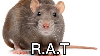 RAT