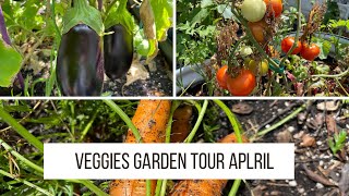 Organic gardening. Tour of my vegetables garden April