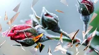 Magnificent flowers in snow (HD1080p)