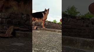 German shepherd guarding dog #viral #dog #germanshepherd #morningexercise #morningroutine #doglover